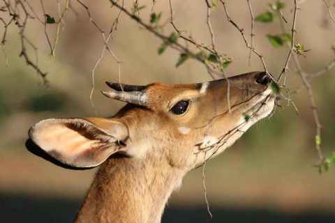 Deer Eating Tree Twig
