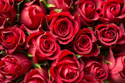 Vibrant Red Roses
