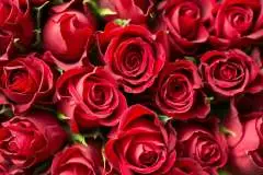Vibrant Red Roses